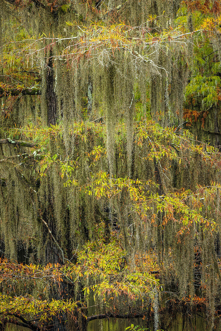 Mit spanischem Moos bewachsene kahle Zypresse mit Herbstfärbung. Caddo Lake State Park, Uncertain, Texas