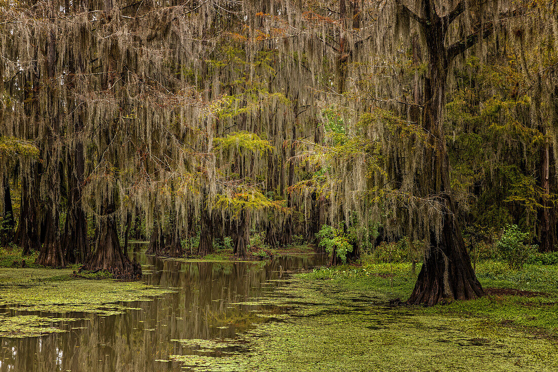 Zypressen und Spanisches Moos an der Uferlinie des Caddo Lake, Uncertain, Texas