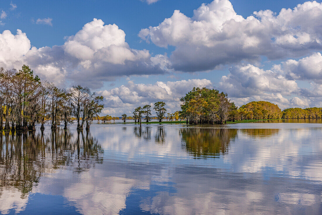 Bald cypress trees in autumn reflected on lake. Caddo Lake, Uncertain, Texas