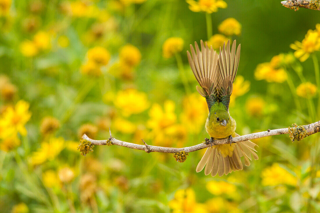 USA, Texas, Hidalgo County. Female painted bunting on limb