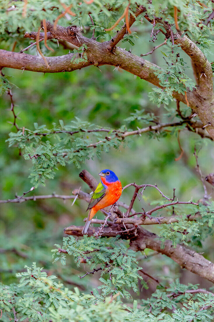 USA, Texas, Gatesville, Santa Clara Ranch. Male painted bunting in tree