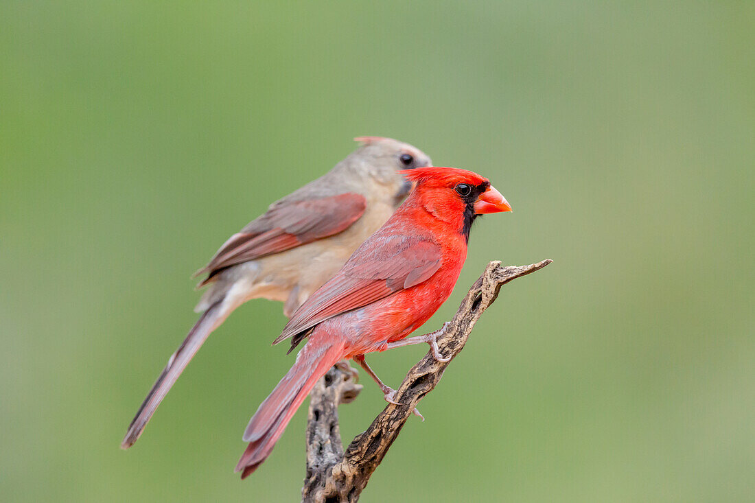 USA, Texas, Gatesville, Santa Clara Ranch. Male and female northern cardinals on branch