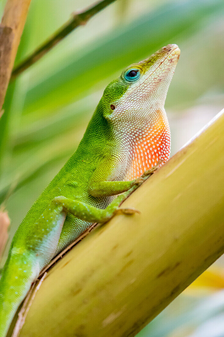 USA, Texas, Sabal Palm Sanctuary. Male green anole on plant