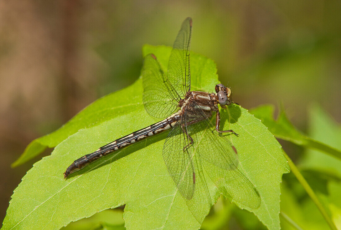 USA, Texas. Female ashy clubtail dragonfly on leaf.
