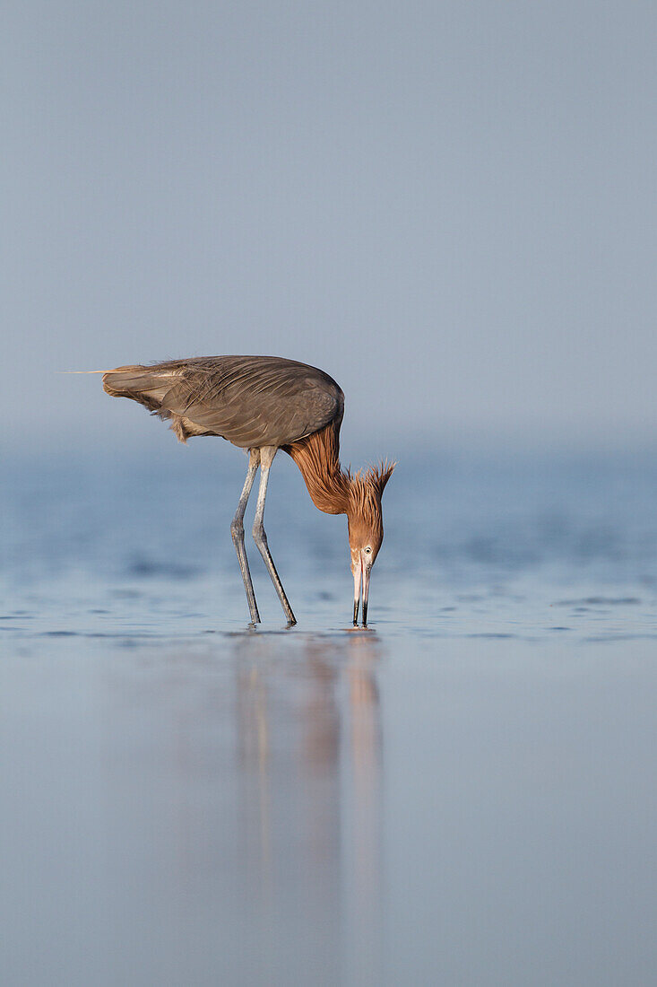 Reddish Egret (Egretta rufescens) feeding