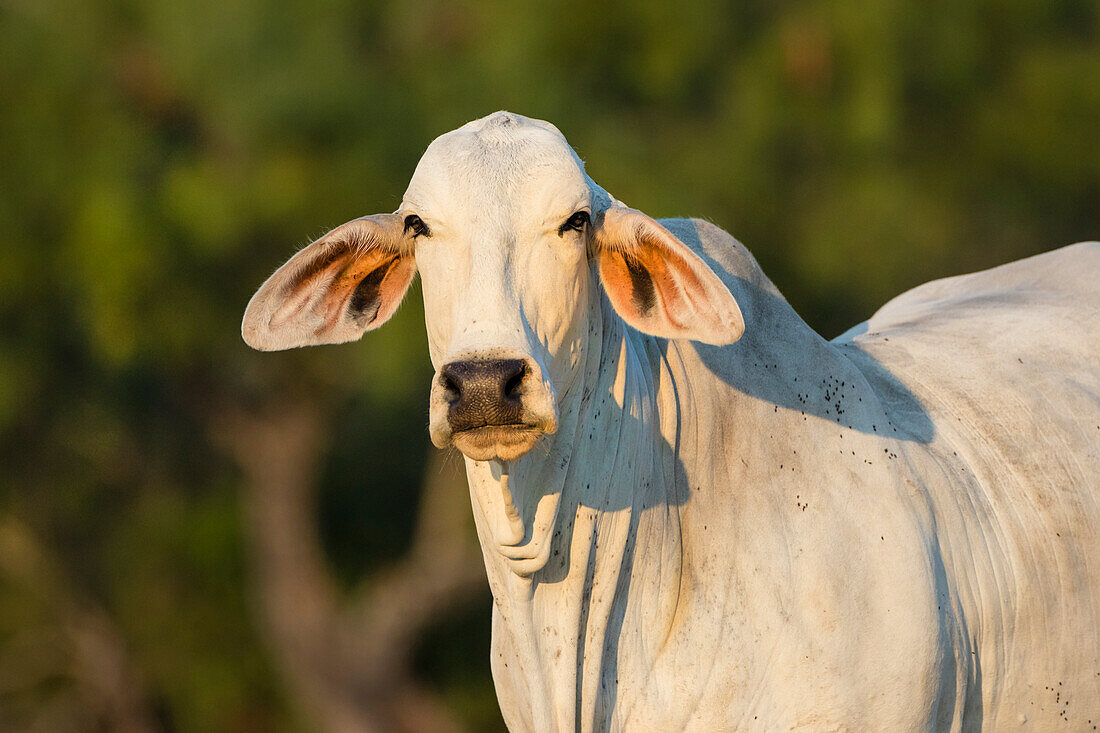 Brahma-Kuh
