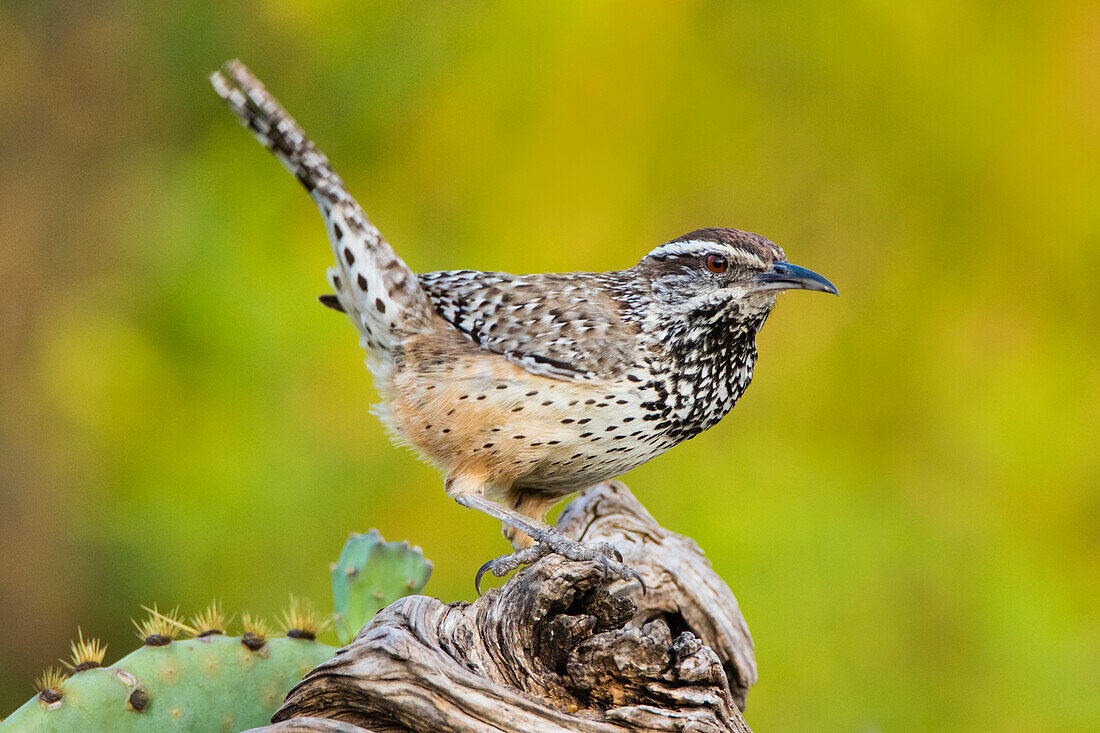 Cactus Wren (Campylorhynchus brunneidapillus) adult feeding