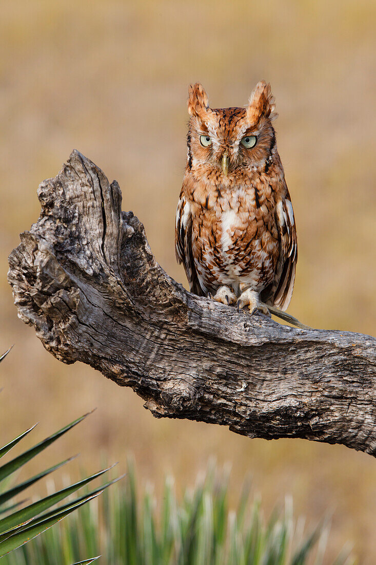 Eastern Screech Owl (Otus Asio) roosting in tree