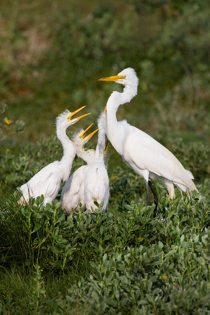 Silberreiher (Ardea alba) beim Füttern der Jungen