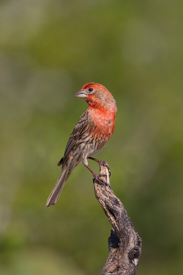 Hausfink (Carpodacus Mexicanus), männlich, sitzend