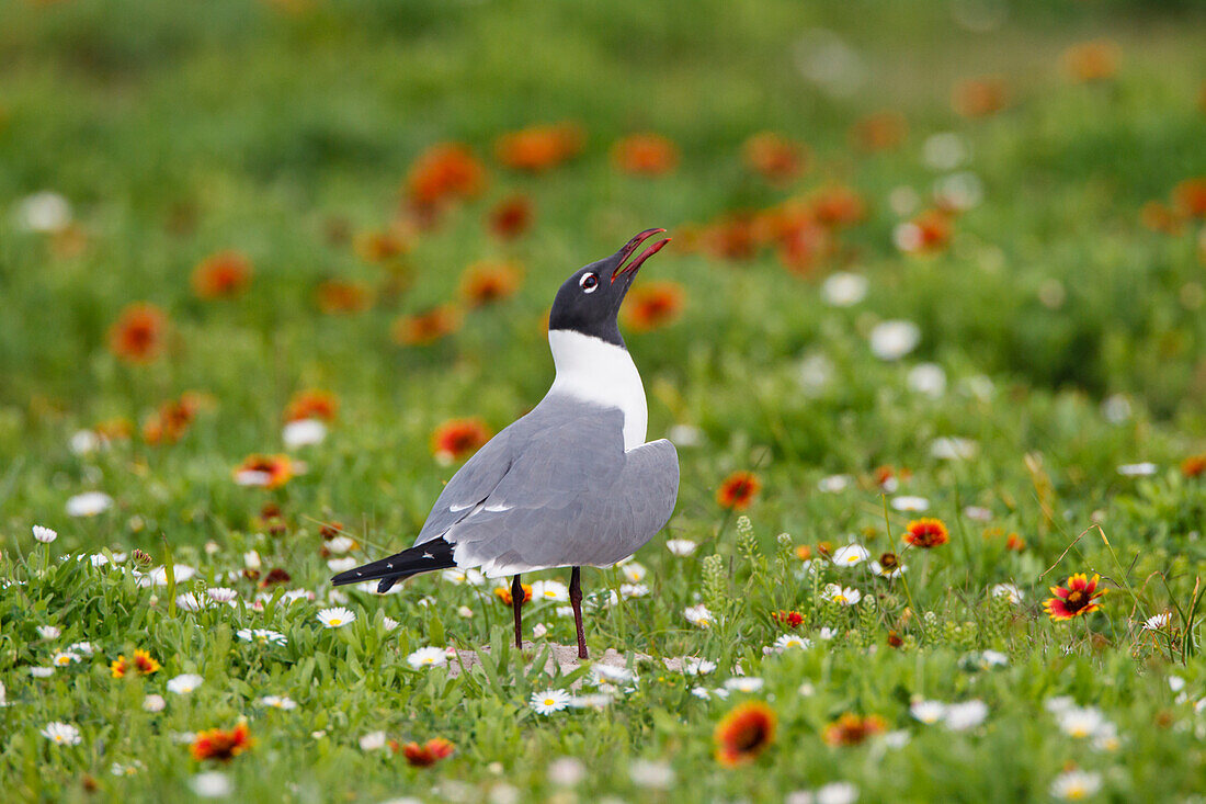 Laughing Gull (Larus atricilla) breeding activity