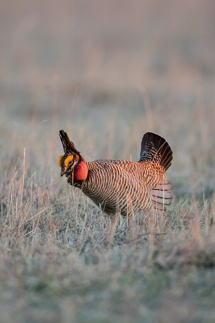 Lesser Prairie Chicken (Tympanuchus pallidicinctus) on lek