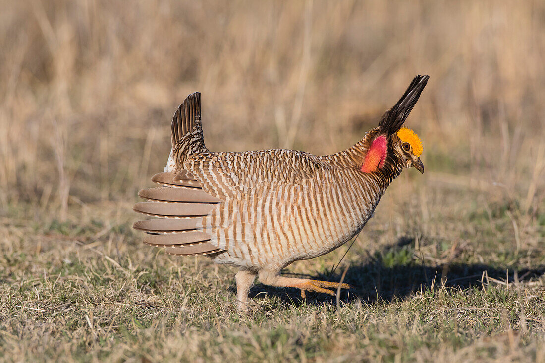 Lesser Prairie Chicken (Tympanuchus … – License image – 13813024 lookphotos