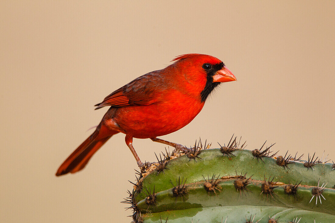 Nördlicher Kardinal (Cardinalis Cardinalis), Männchen auf Kaktus sitzend