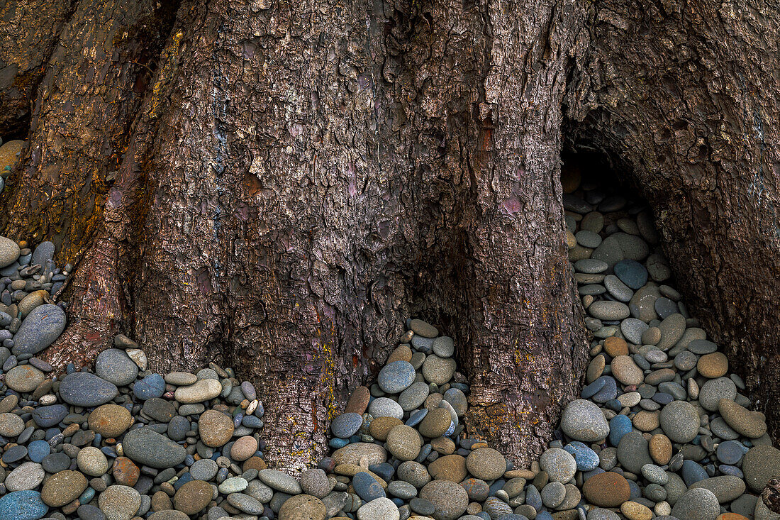 USA, Bundesstaat Washington, Olympic National Park. Sitka-Fichte und Strandfelsen in Nahaufnahme