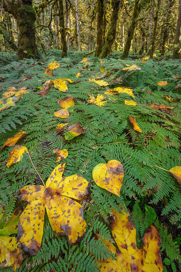 USA, Washington State, Olympic National Park. Cottonwood and bigleaf maple leaves on bracken ferns
