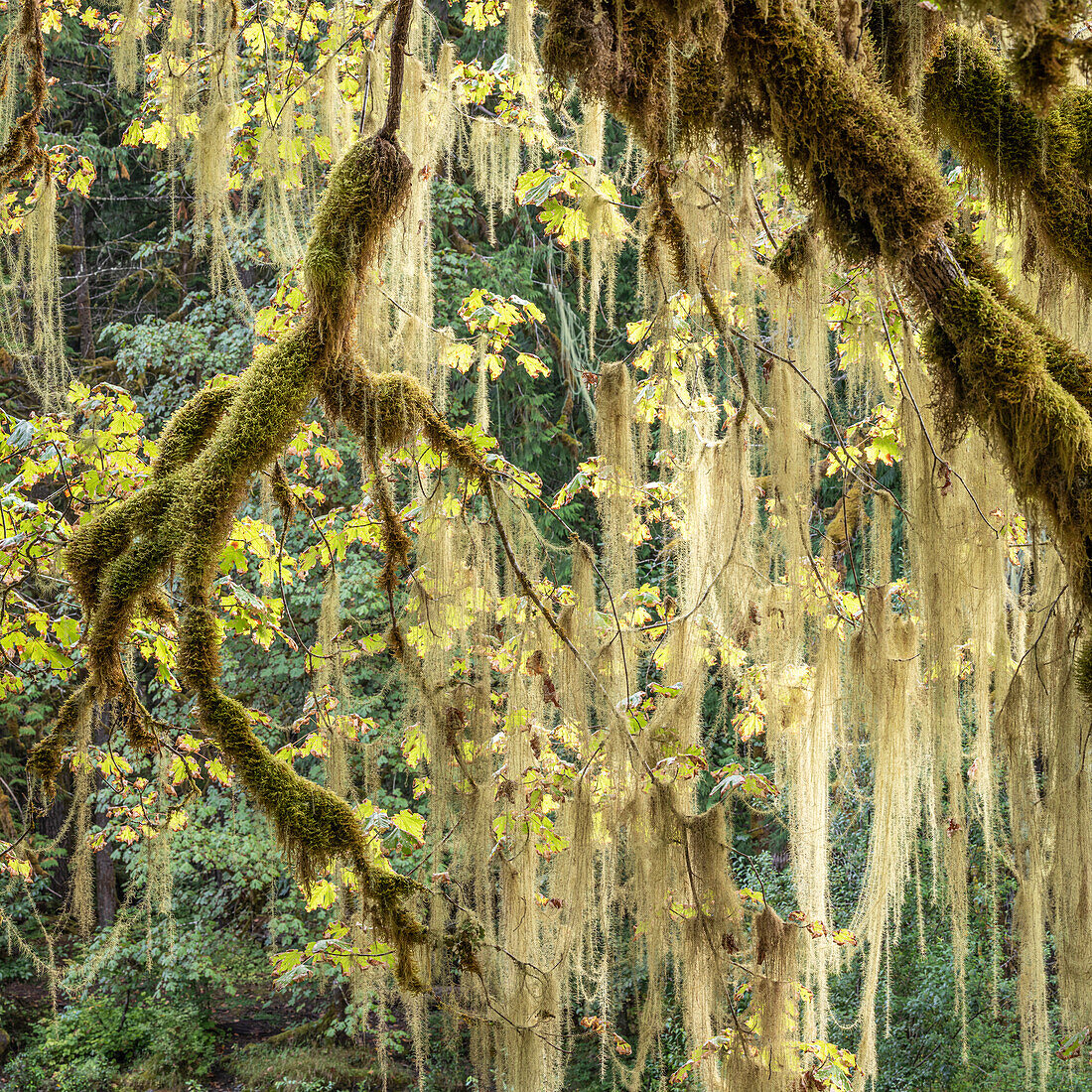 Methuselah's Beard (Usnea longissima) in a Bigleaf Maple tree, Washington, Olympic National Park, Staircase Rapids area, Shady Lane trail (Square format)