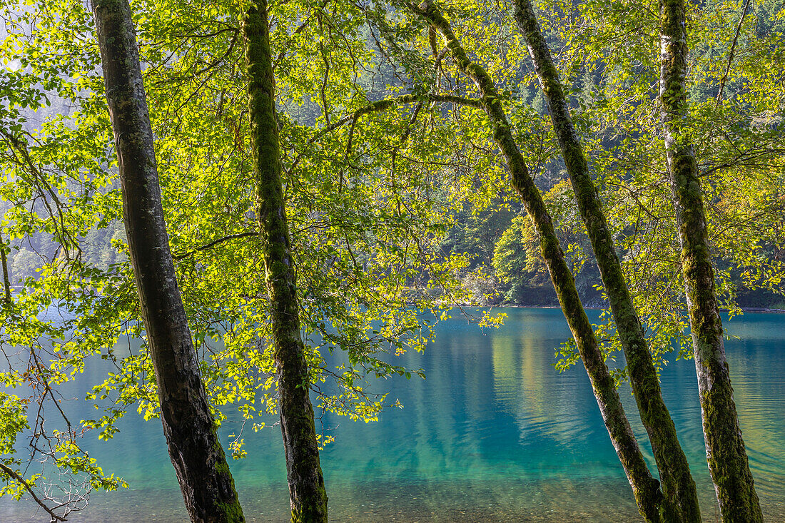 USA, Washington State, Olympic National Park. Alder trees on lake shore