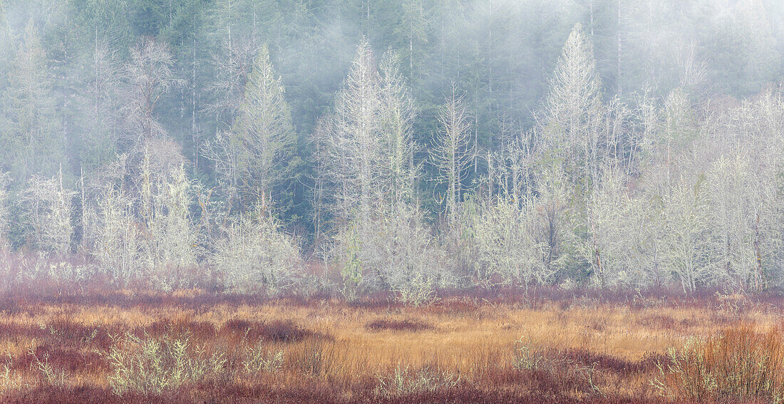 USA, Bundesstaat Washington, Dewatto. Panoramablick auf Herbstwiese und Wald