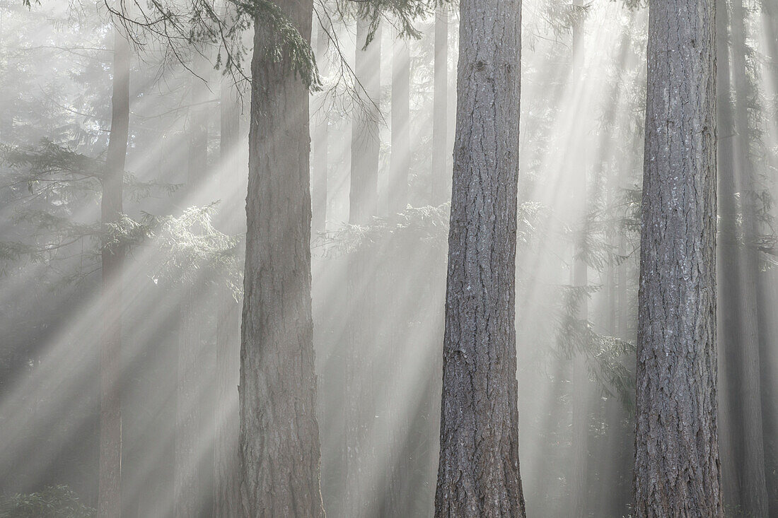 USA, Bundesstaat Washington, Seabeck. Gottesstrahlen und Nebel im Wald.