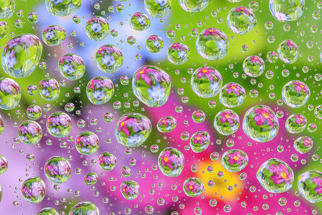 USA, Washington State, Seabeck. Flowers reflected in water drops.