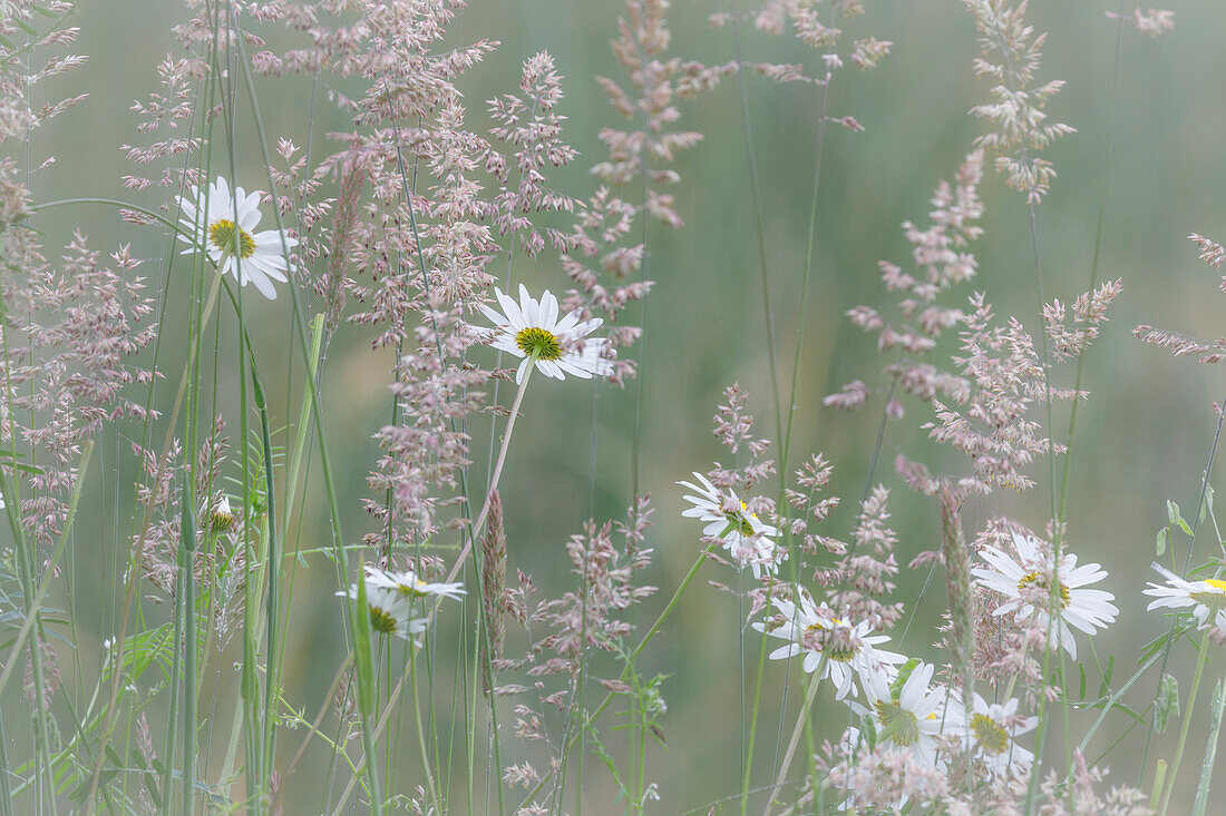 USA, Washington State, Seabeck. Oxeye daisy flowers and grasses.