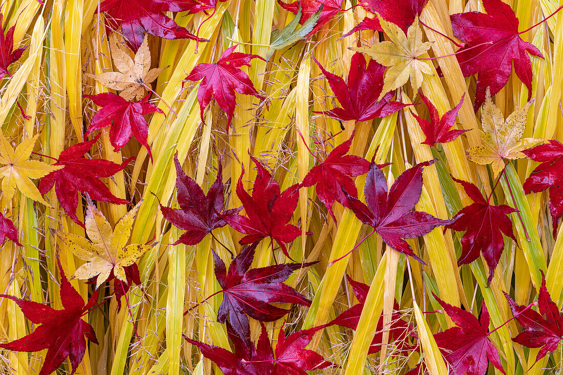 USA, Washington State, Seabeck. Japanese maple leaves fallen on Japanese forest grass.