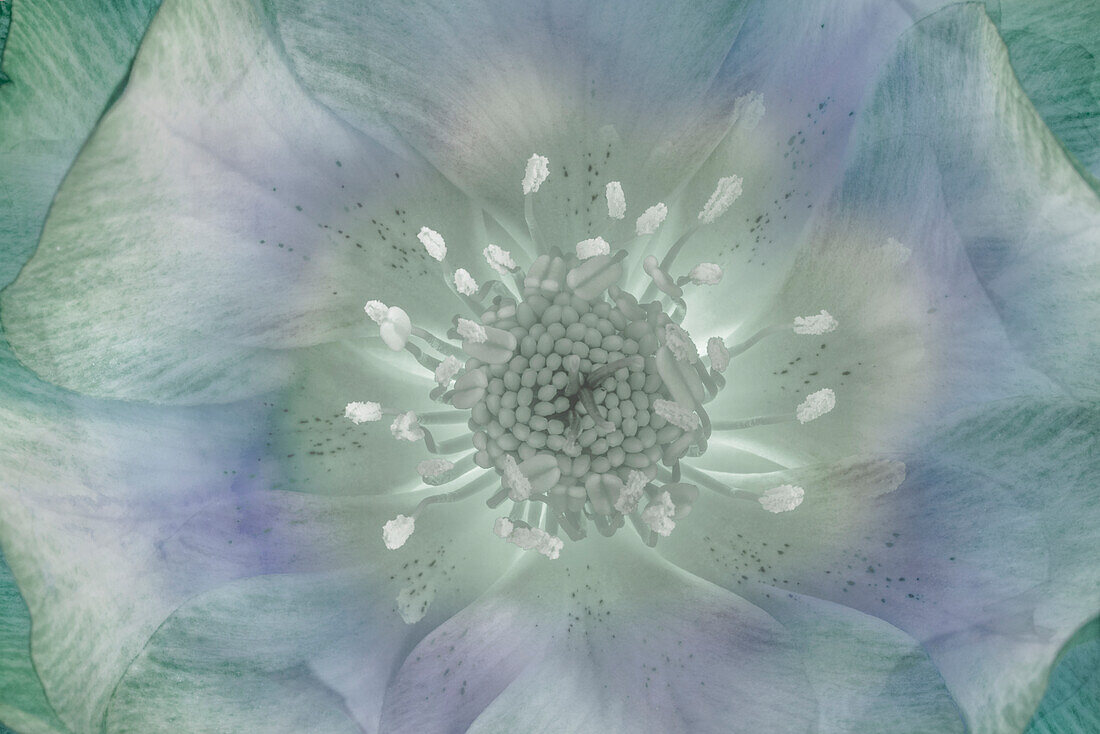 USA, Washington State, Seabeck. Hellebore blossom composite close-up.