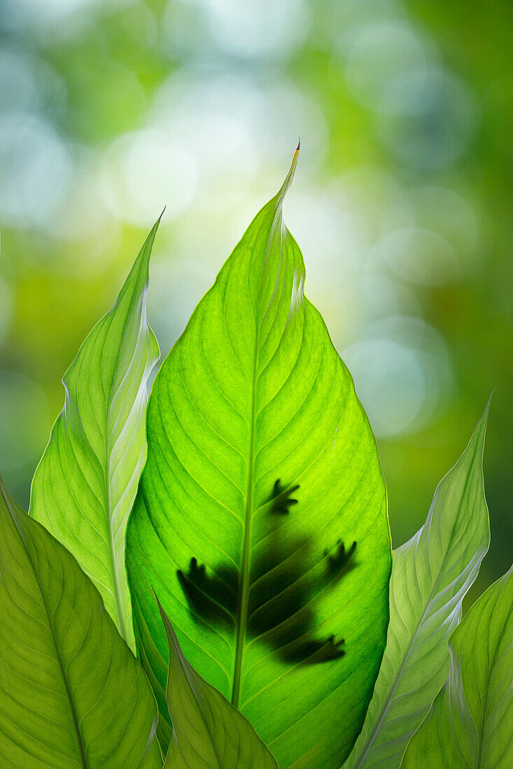 USA, Washington State, Seabeck. Composite of frog on leaf.