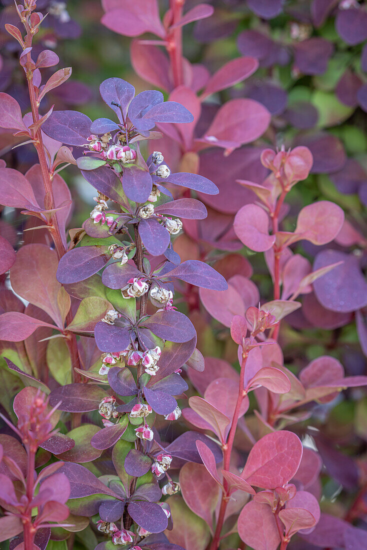 USA, Bundesstaat Washington, Seabeck. Blätter und Blüten des Berberitzenstrauchs.