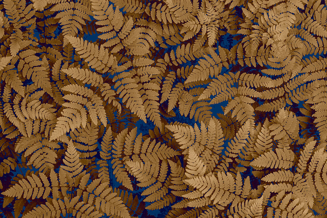 USA, Washington State, Olympic National Forest. Dried oak fern patterns.