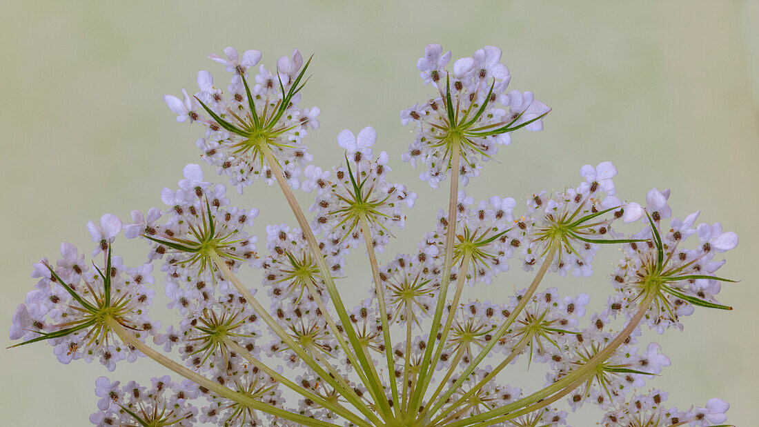 USA, Bundesstaat Washington, Seabeck. Nahaufnahme von Queen Anne's Lace.