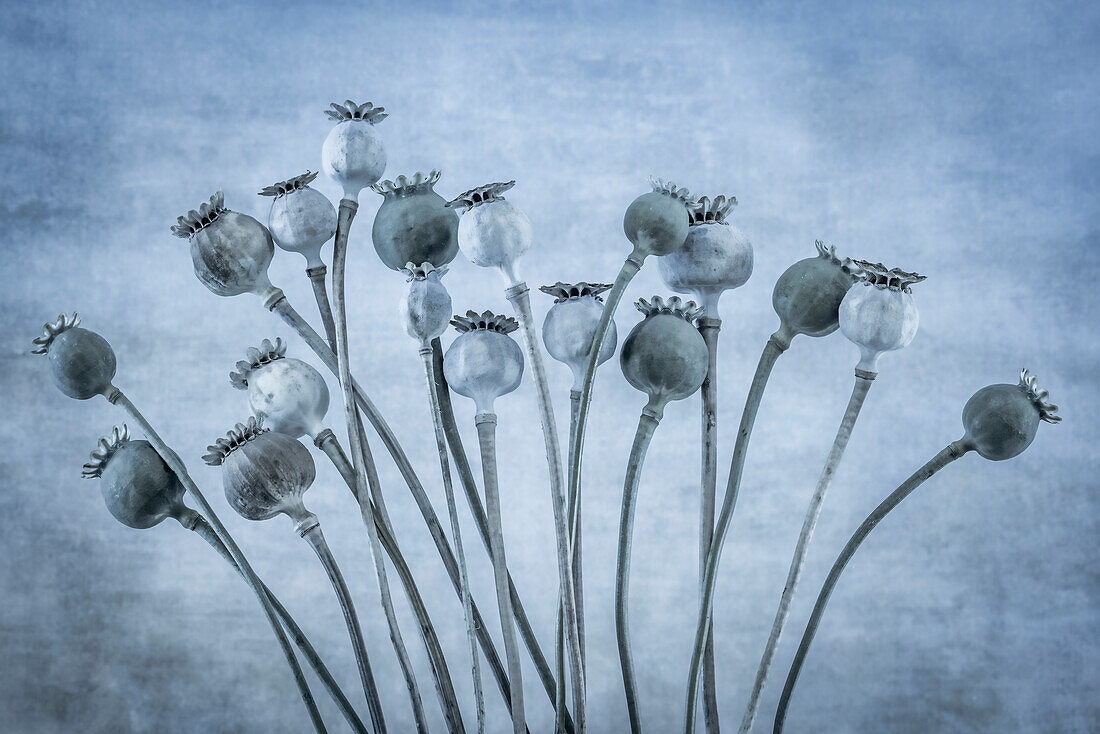 USA, Washington State, Seabeck. Poppies gone to seed.