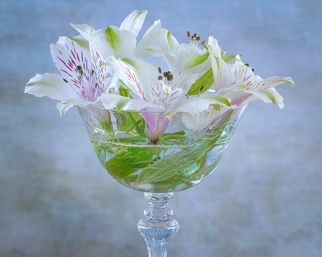 USA, Washington State, Seabeck. Alstroemeria blossoms in vase.