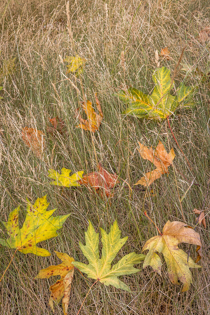 USA, Bundesstaat Washington, Seabeck. Herbstliche Bigleaf-Ahornblätter, die sich in Gräsern verfangen.