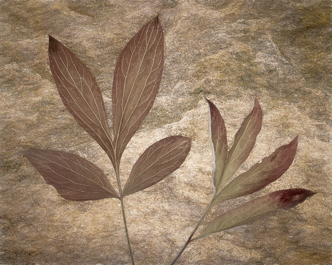 USA, Washington State, Seabeck. Peony leaves close-up.