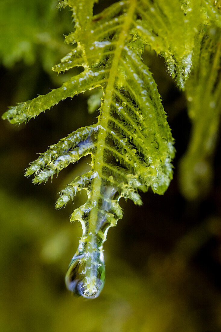Water droplets drip from moss in Olympic National Park, Washington State, USA