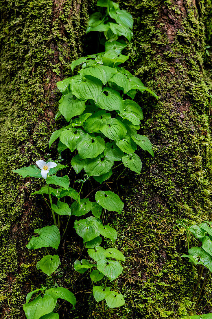 Trillium und Lady of the Valley wachsen auf einer Douglasie im Olympic National Park, Washington State, USA