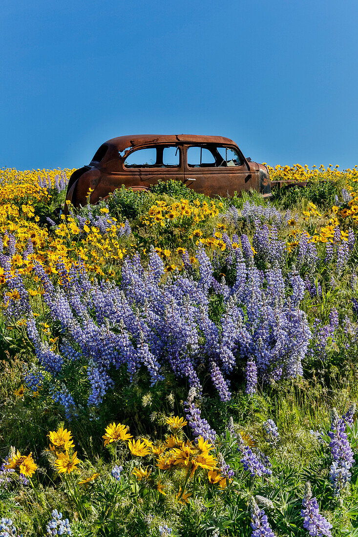 Old abandoned car, Springtime bloom with mass fields of Lupine, Arrowleaf Balsamroot near Dalles Mountain Ranch State Park, Washington State
