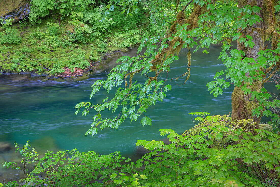 USA, Washington State, Olympic National Park. Sol Duc River scenic