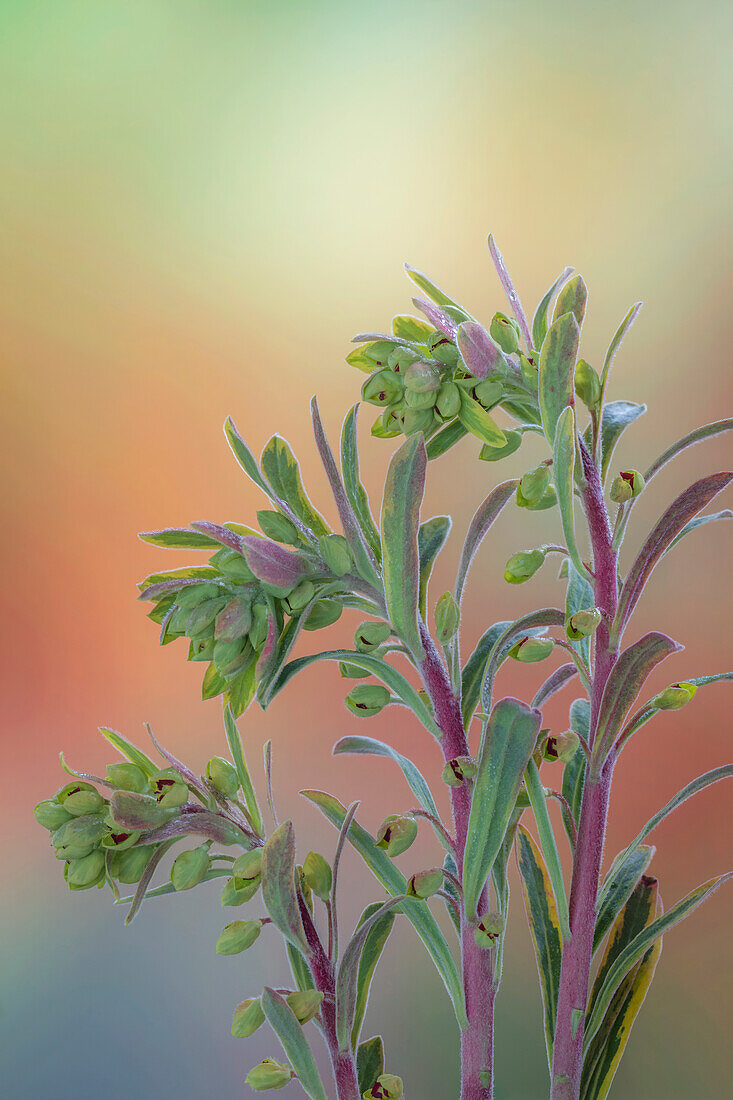 USA, Washington State, Seabeck. Euphorbia plants with buds