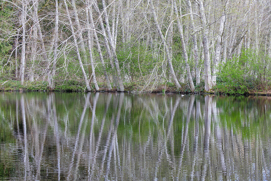 USA, Bundesstaat Washington, Bainbridge Island. Erlenbäume, die sich im Teich spiegeln