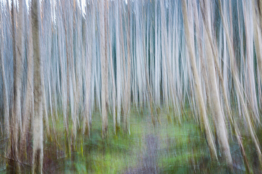 USA, Washington State, Seabeck. Abstract of alder trees in winter