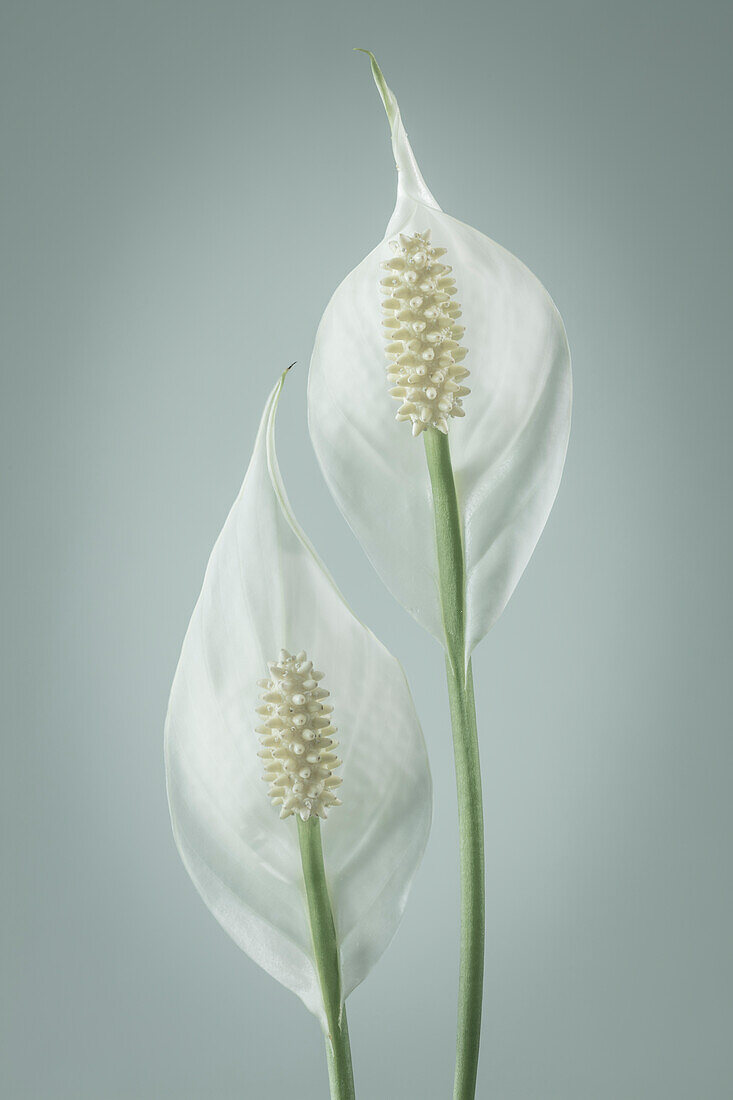 USA, Washington State, Seabeck. Peace lily close-up