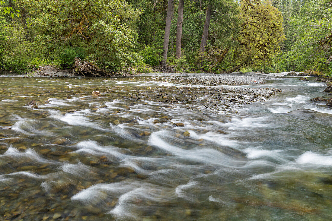 USA, Bundesstaat Washington, Olympic National Park. Stromschnellen am Skokomish River