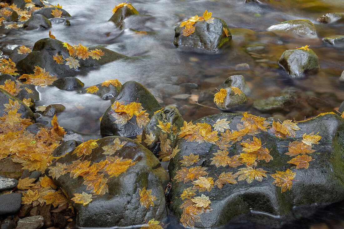 USA, Washington State, Olympic National Park. Vine maple leaves on Sol Duc River rocks