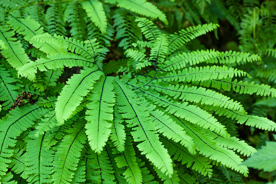 Olallie State Park, Washington State, USA. Maidenhair fern plants.