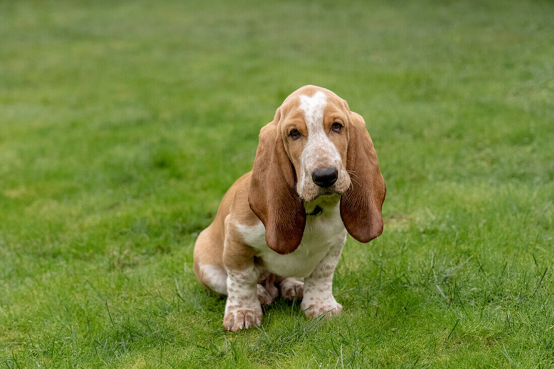 Renton, Washington State, USA. Three month old Basset Hound sitting in his yard. (PR)