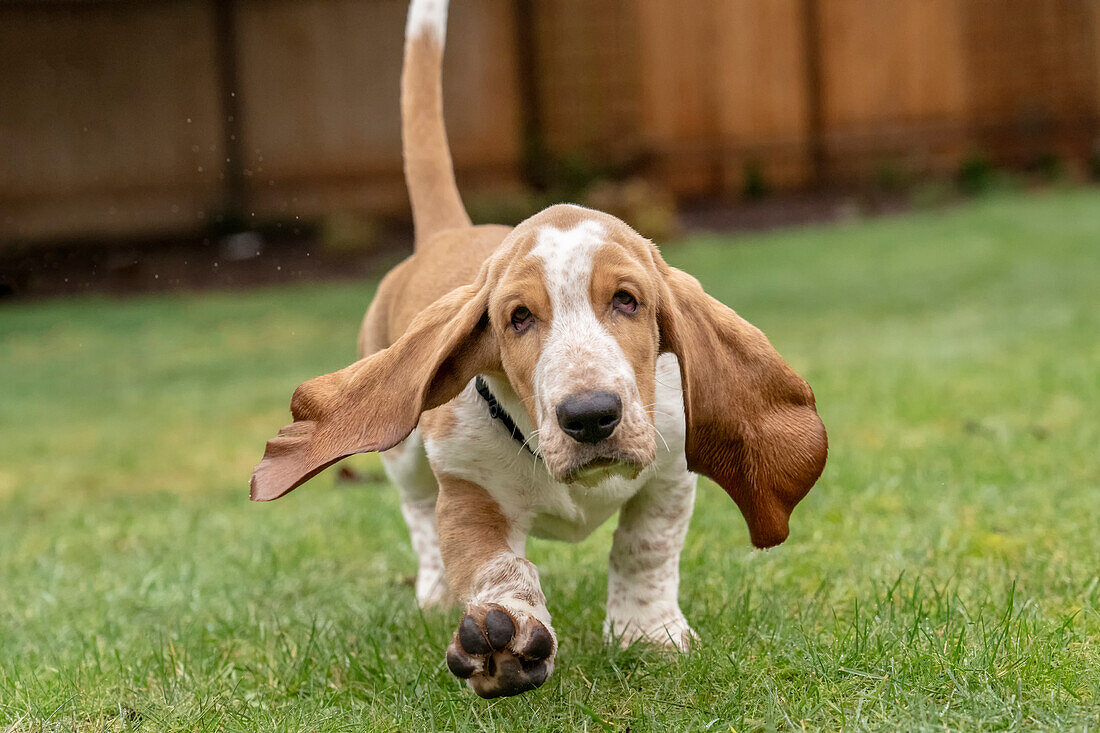 Renton, Washington State, USA. Three month old Basset Hound running in his yard, with water being splashed up off the wet grass. (PR)