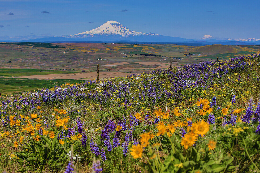 Columbia Hills State Park, Dallesport, Washington State. Field of Wildflowers, Klickitat Valley, snow capped Mount Adams
